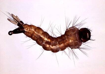 Bug larva metamorphosis photo