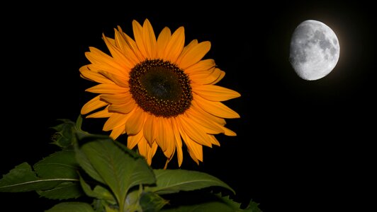 Moon moonlight evening photo