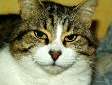Cat Face Portrait photo