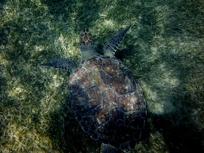 Turtle seabed diving photo