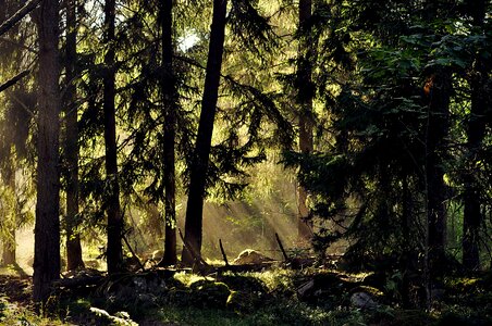 Sweden landscape nature