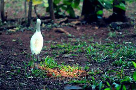 Egret Heron Bird photo