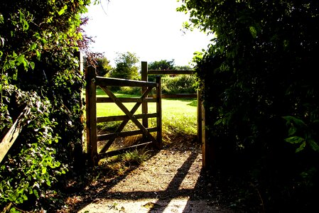 Grass green meadow photo