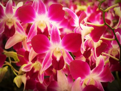 Beautiful beautiful flowers beautiful photo