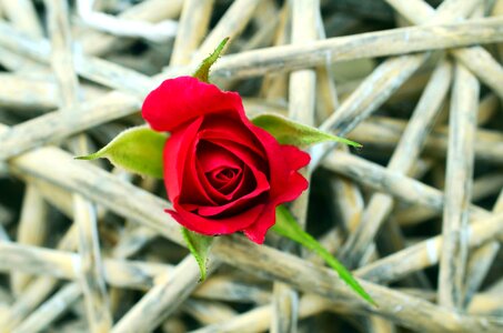 Bud rose tree