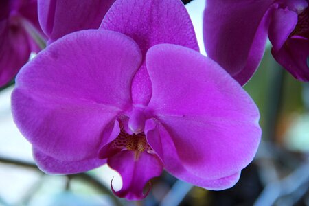 Orchid flower full photo