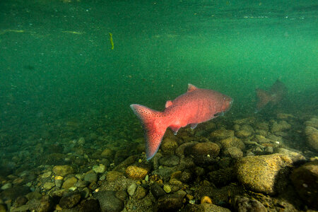 Chinook salmon migrating-2