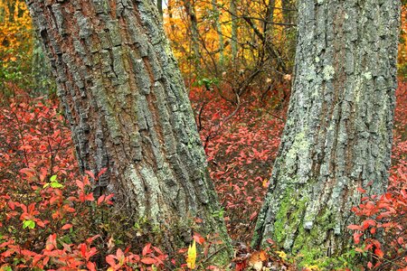 Autumn bark branch