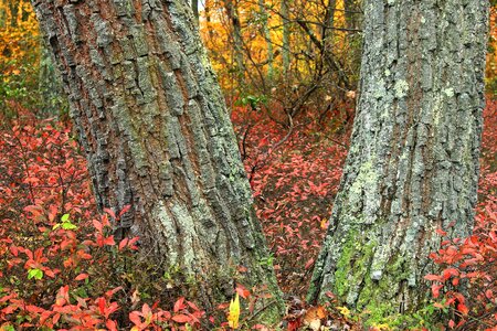 Autumn bark branch photo