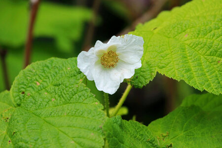 Thimbleberry flower