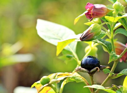 Berry diet dietary