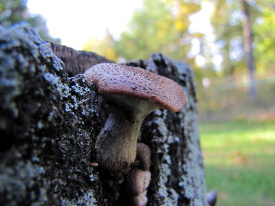 Close-up of a pair of Polyporus squamosus mushrooms