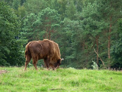 Nature graze cattle