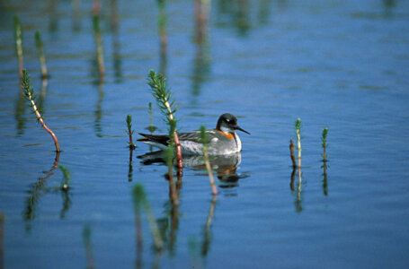 Phalarope photo