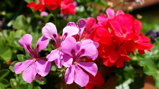 Pink red flower blkomblumen