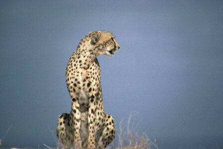 One cheetah sitting