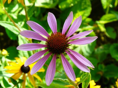 Flower close up purple photo