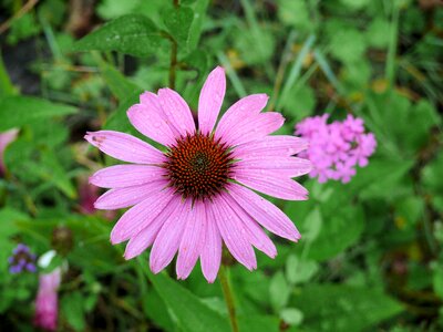 Solar rose lilac echinacea purpurea