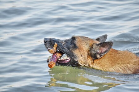 Close-Up side view swimming photo