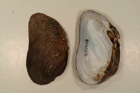 Ptychobranchus fasciolaris-1