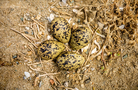 Nest with four eggs