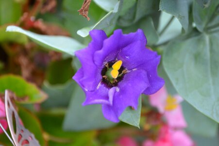 Flower nature petals photo