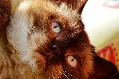 Animal brown cat photo