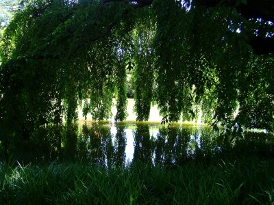 Tree reflection garden