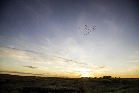 Group of Cranes flying over the sunset at Crex Meadows photo