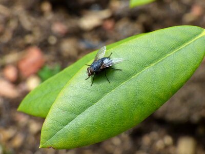 Close-Up green leaves insect photo