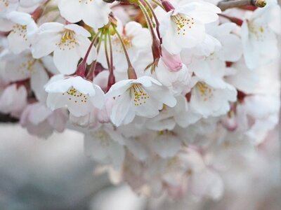 Japan spring flowers