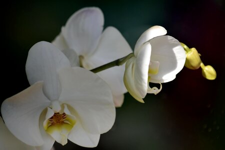 Beautiful Photo detail exotic