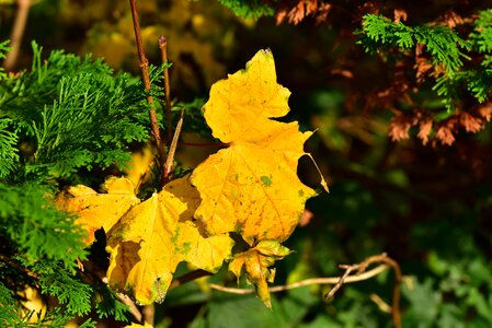 Green golden autumn leaves in the autumn