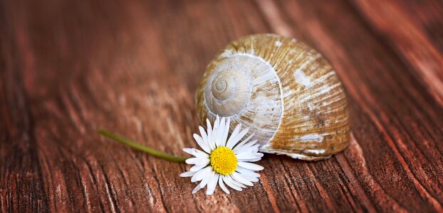 Abandoned nature macro photo