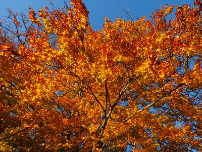 Fall foliage golden fall color