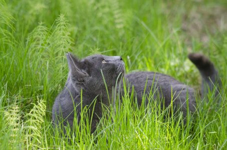 Feline looking curiosity