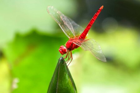 Animal arthropod beautiful image