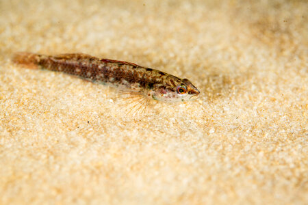 Okaloosa darter-1