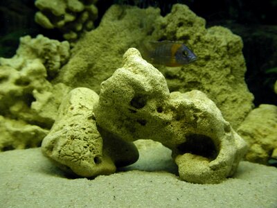 Aquarium life 