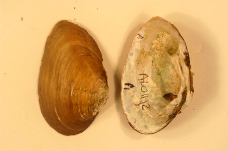 Ptychobranchus foremanianus