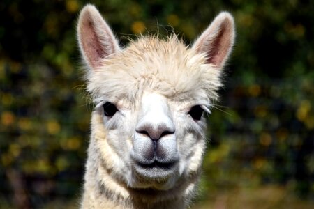 Alpaca animal cute