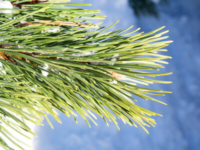 Pine Leaves with Snow photo