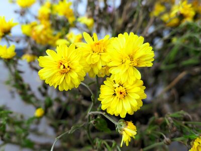 Yellow Mums photo