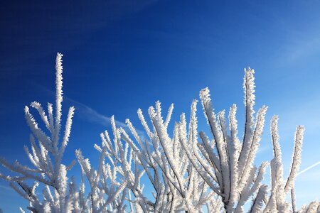 Frost frosty hoar