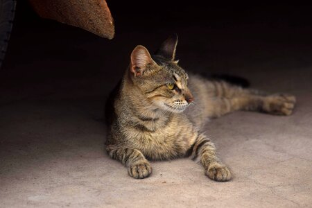Animal cat claw photo