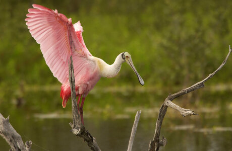 Roseate Spoonbill with wings spread photo