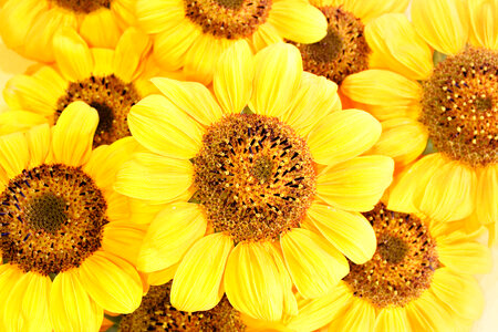 Background of Yellow Sunflowers photo
