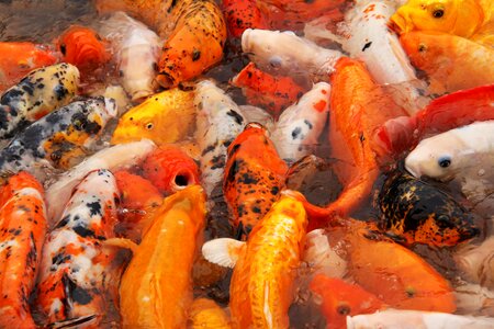 Koi lake pond