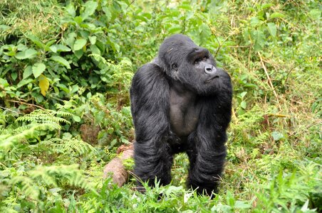 Ape monkey rwanda
