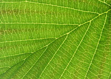Beautiful green leaf in nature. macro photo